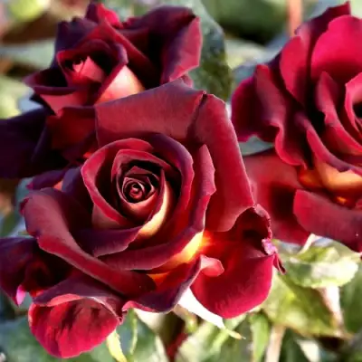 Роза ЭДДИ МИТЧЕЛЛ чайно-гибридная в Рогачеве