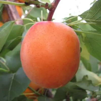 Абрикос ГОЛД РИЧ в Рогачеве