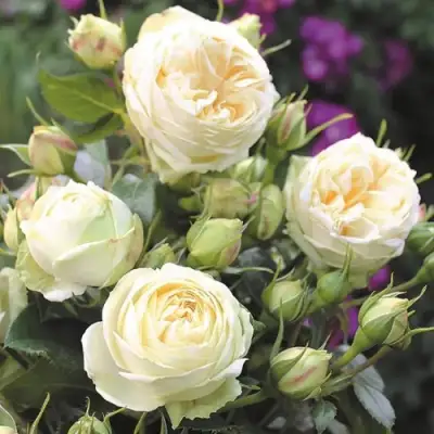 Роза ВЕНДИНГ ПИАНО чайно-гибридная в Рогачеве