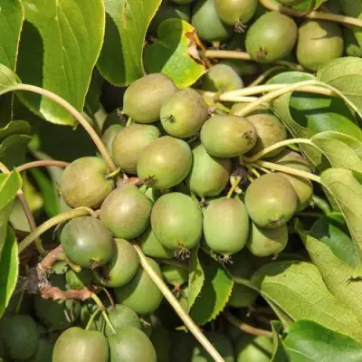 Актинидия ДЖИРАЛЬДИ в Рогачеве