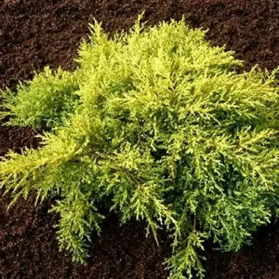 Можжевельник МОРДИГАН ГОЛД средний в Рогачеве