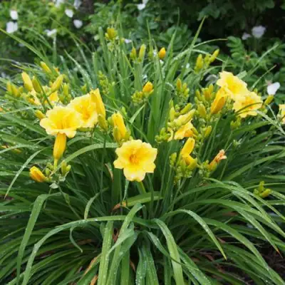 Лилейник СТЕЛЛА ДЕ ОРО гибридный в Рогачеве