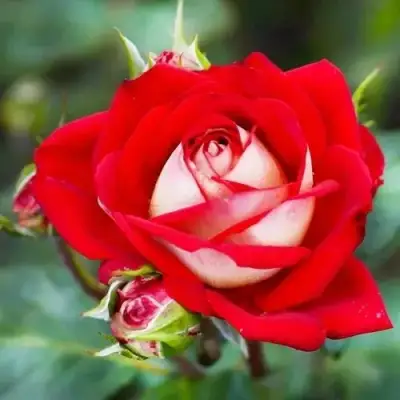 Роза АЛЬЯНС чайно-гибридная в Рогачеве