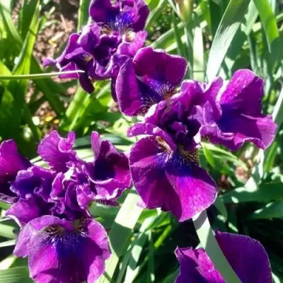 Ирис БАНДЛ ОВ ДЖОЙ сибирский в Рогачеве