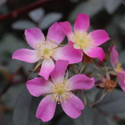 Роза сизая в Рогачеве