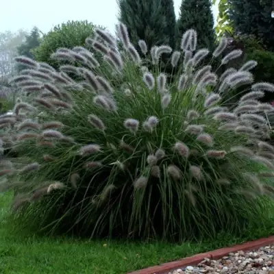 Пеннисетум ЛЕДИ Ю в Рогачеве