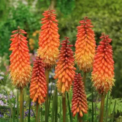 Книфофия АЛЬКАЗАР гибридная в Рогачеве