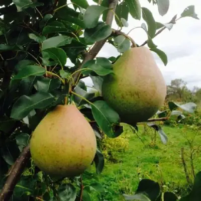 Груша ЛИРА в Рогачеве