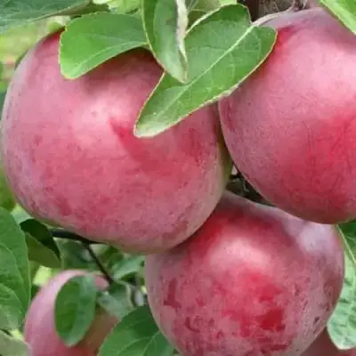 Яблоня АЛЕСЯ в Рогачеве