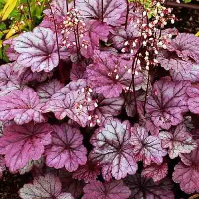 Гейхера ШУГА ФРОСТИНГ в Рогачеве