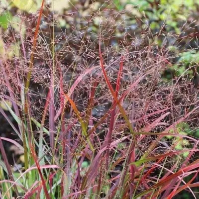 Просо РЕБРАУН прутьевидное в Рогачеве