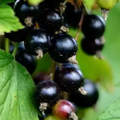 Смородина чёрная КАТЮША в Рогачеве