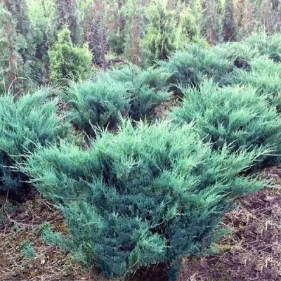 Можжевельник БЛЮ ДАНУБ казацкий  в Рогачеве