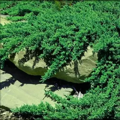 Можжевельник НАНА лежачий в Рогачеве