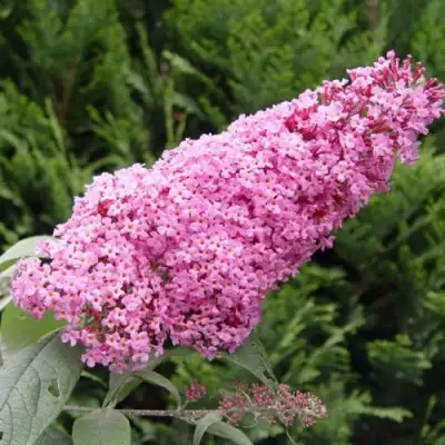 Буддлея давида ПИНК ДЕЛАЙТ в Рогачеве
