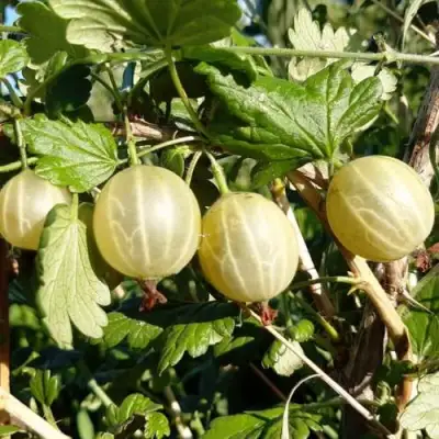 Крыжовник БЕЛОРУCСКИЙ САХАРНЫЙ 2 в Рогачеве