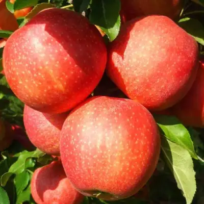 Яблоня ГАЛА ШНИГА в Рогачеве