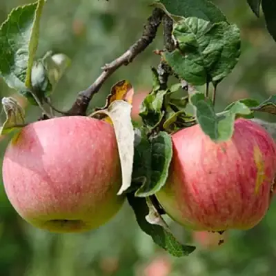 Яблоня МЕЛБА в Рогачеве