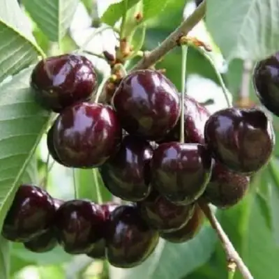 Черешня ЛЕНИНГРАДСКАЯ ЧЁРНАЯ в Рогачеве