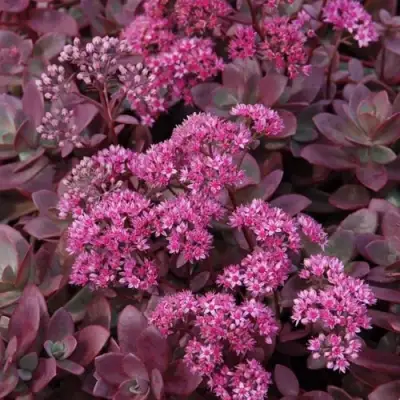 Очиток (седум) САНСПАРКЛЕР ФАЙЕРКРЕКЕР в Рогачеве