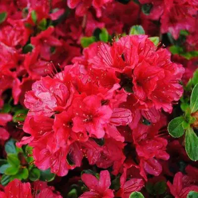 Азалия ХИНО КРИМСОН японская в Рогачеве