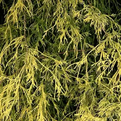 Кипарисовик ФИЛИФЕРА АУРЕА горохоплодный в Рогачеве