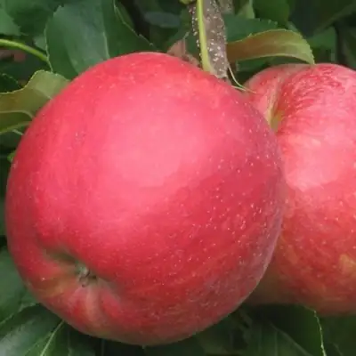 Яблоня РУБИН в Рогачеве