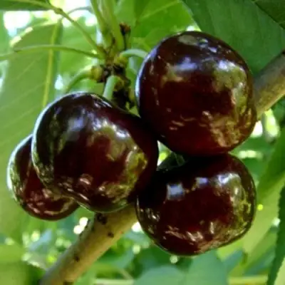 Черешня МУСКАТНАЯ в Рогачеве