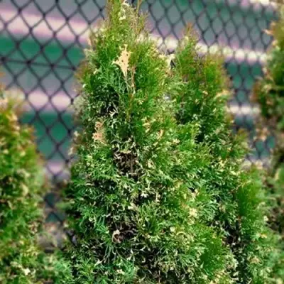 Туя СМАРАГД ВАРИЕГАТА западная в Рогачеве