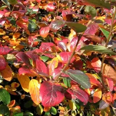 Кизильник блестящий в Рогачеве