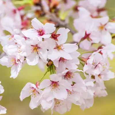 Сакура КОЙО НО МАЙ в Рогачеве