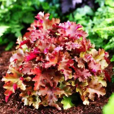 Гейхера МАРМЕЛАД в Рогачеве