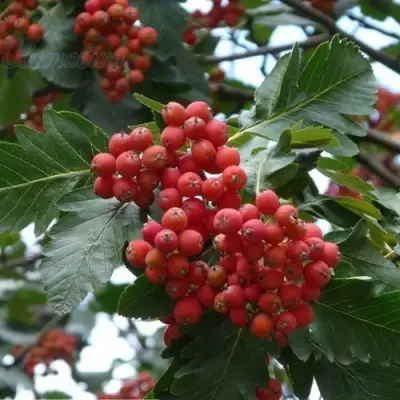 саженцы рябины