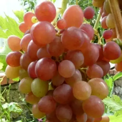 Виноград БЛЕСТЯЩИЙ в Рогачеве