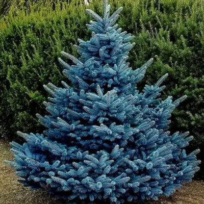 Ель МАДЖЕСТИК БЛЮ колючая в Рогачеве