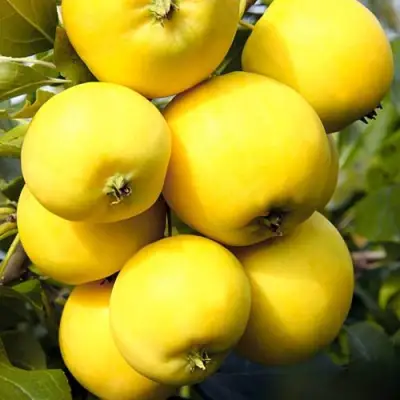 Яблоня УРАЛЬСКОЕ НАЛИВНОЕ в Рогачеве