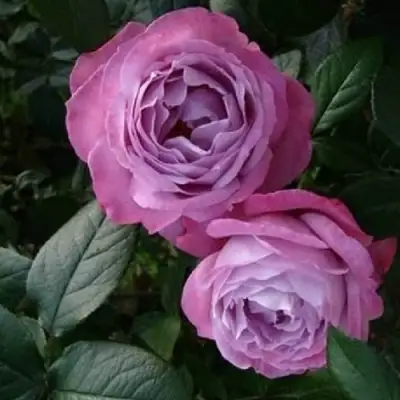 Роза АКВА чайно-гибридная в Рогачеве