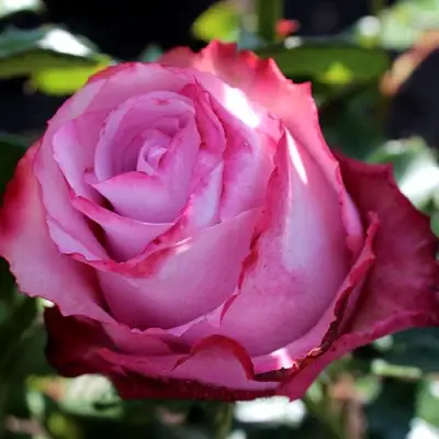 Роза ДИП ВОТЕР чайно-гибридная в Рогачеве