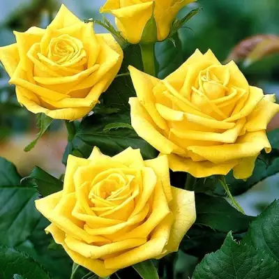 Роза ПАПИЛОН чайно-гибридная в Рогачеве