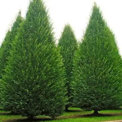 Граб  в Рогачеве