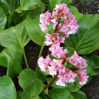 Бадан БЭБИ ДОЛЛ в Рогачеве