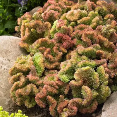 Очиток (седум) КРИСТАТУМ отогнутый в Рогачеве