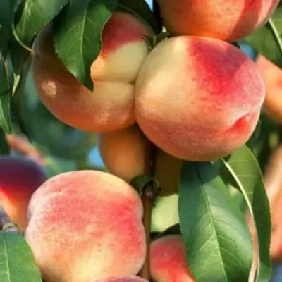 Персик ЛОЙКО 2 в Рогачеве