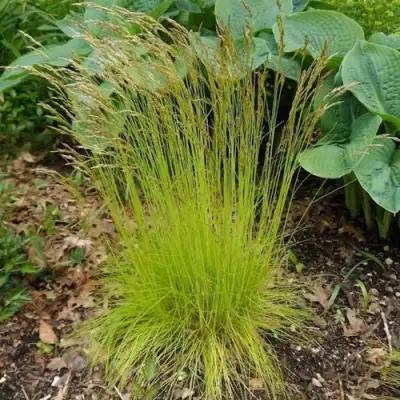 Щучка ТАТРА ГОЛД извилистая в Рогачеве