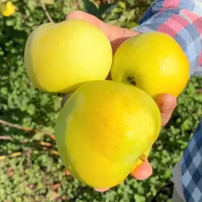 Яблоня КАЛУЖАНКА в Рогачеве