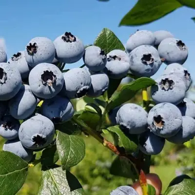Голубика НЕЛЬСОН в Рогачеве