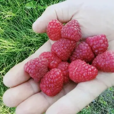Малина ПОЛЬКА (ПОЛКА) в Рогачеве