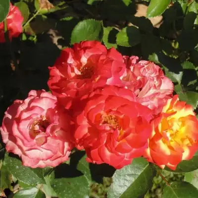 Роза ТАЙФУН спрей в Рогачеве