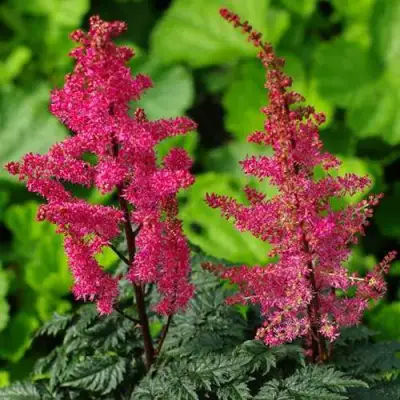 Астильба МУЛЕН РУЖ курчавая в Рогачеве