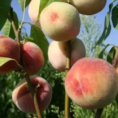 Персик ДОНЕЦКИЙ БЕЛЫЙ в Рогачеве